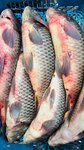 Рыба (Urban-Type Settlement of Redkino, ulitsa Fadeyeva, 4к1), fish and seafood