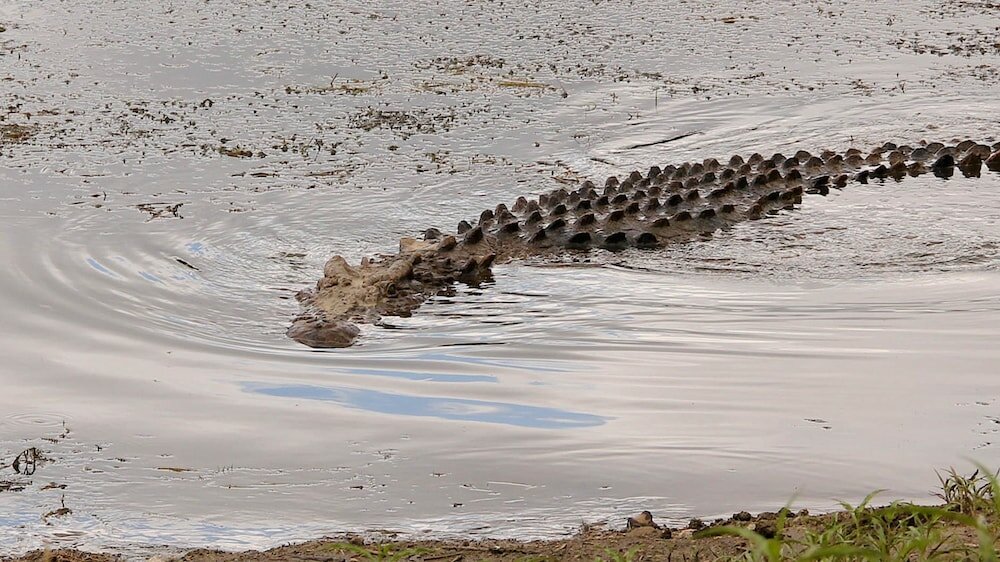 Фото Leopard Lodge