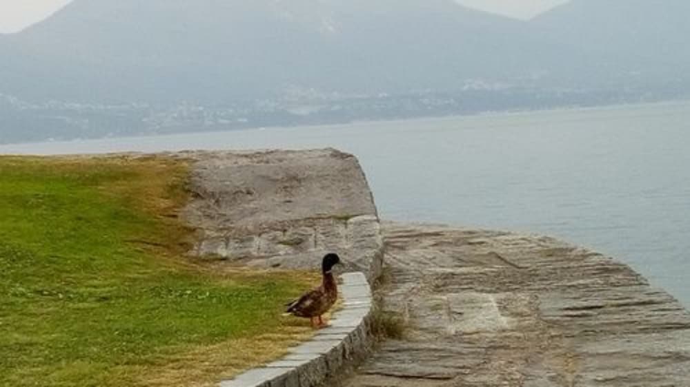 Фото Hotel La Rondinella