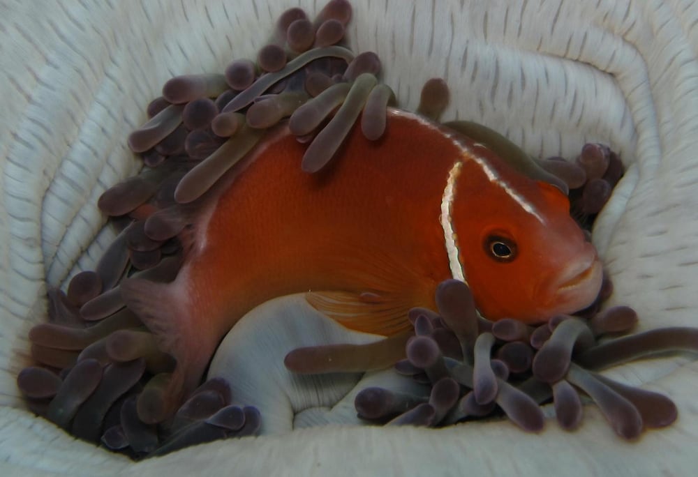 Фото Kosrae Nautilus Resort