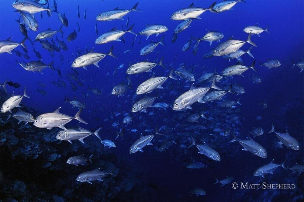 Фото Kosrae Nautilus Resort