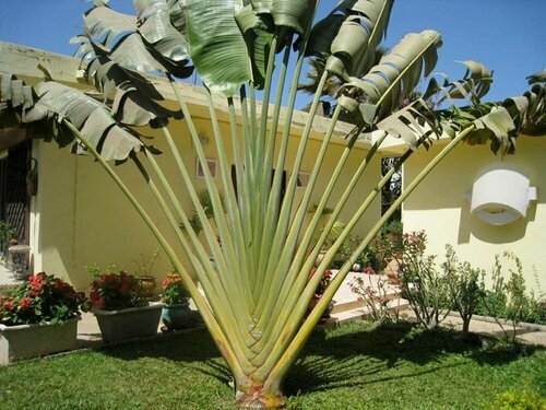 Гостиница Studio in Tropical Garden в Дакаре