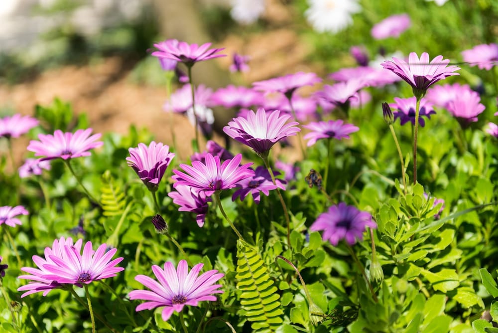 Фото Apartments Šestanović