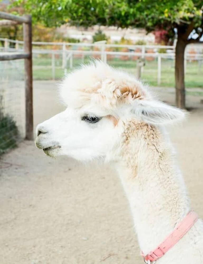 Фото Raven Suite at Rellik House. Winery & Alpaca Farm