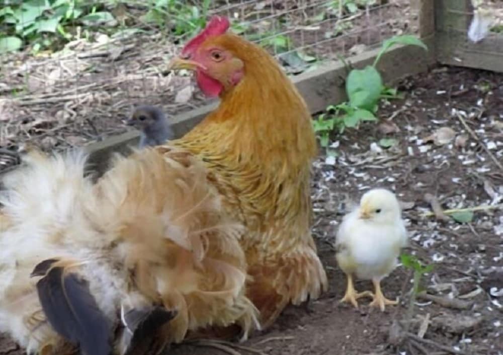 Фото Vine Cottage - B&b