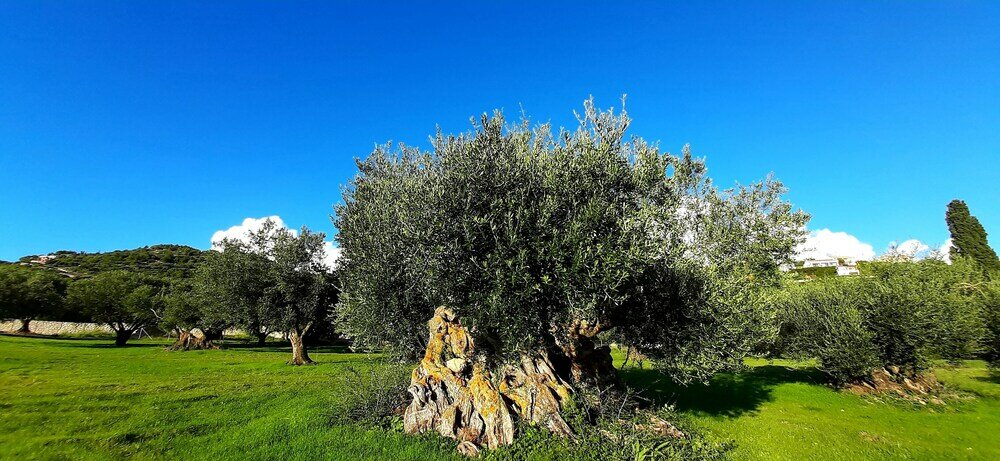 Фото Villa Elaionas 1