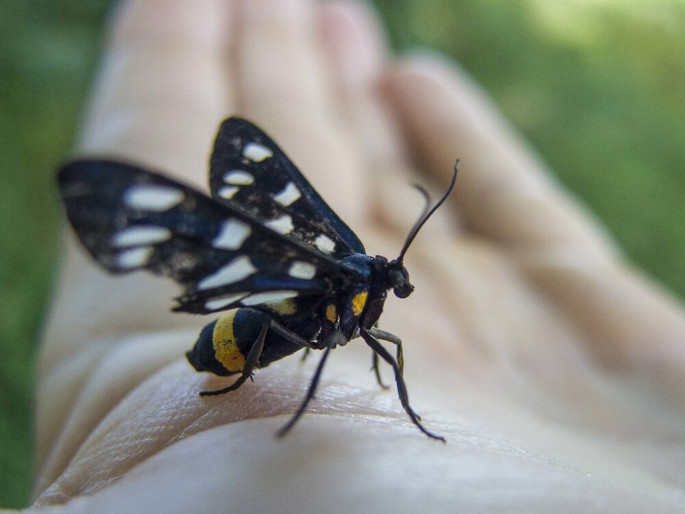 Фото Agriturismo Fattoria La Prugnola