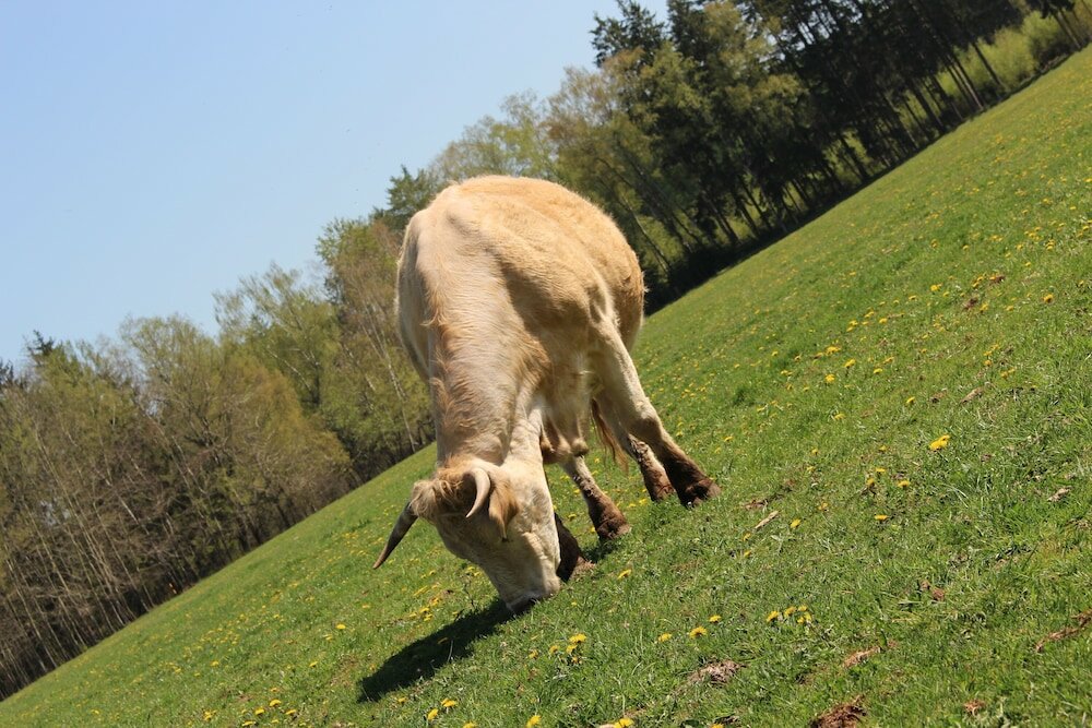 Фото Guest House Pod Hajkem