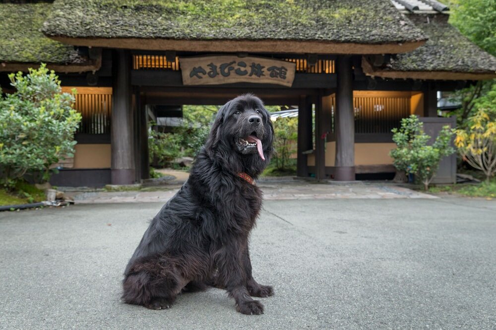 Фото Kurokawa Onsen Yamabiko Ryokan