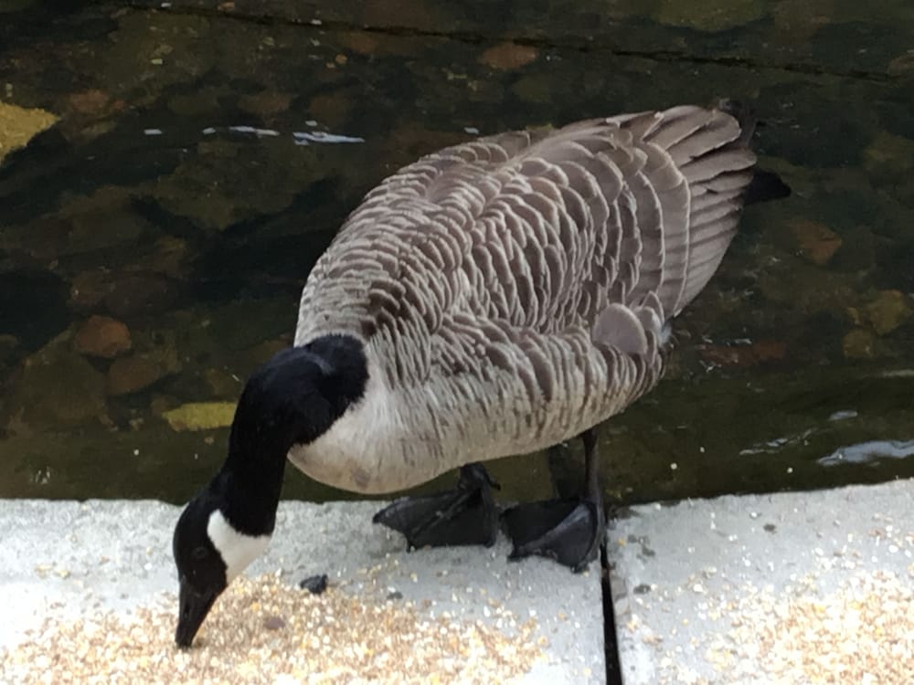 Фото Kevock Vale Park