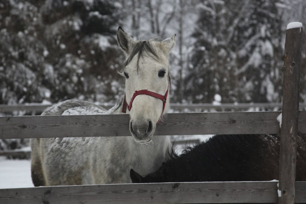 Фото Penzion Vasilko
