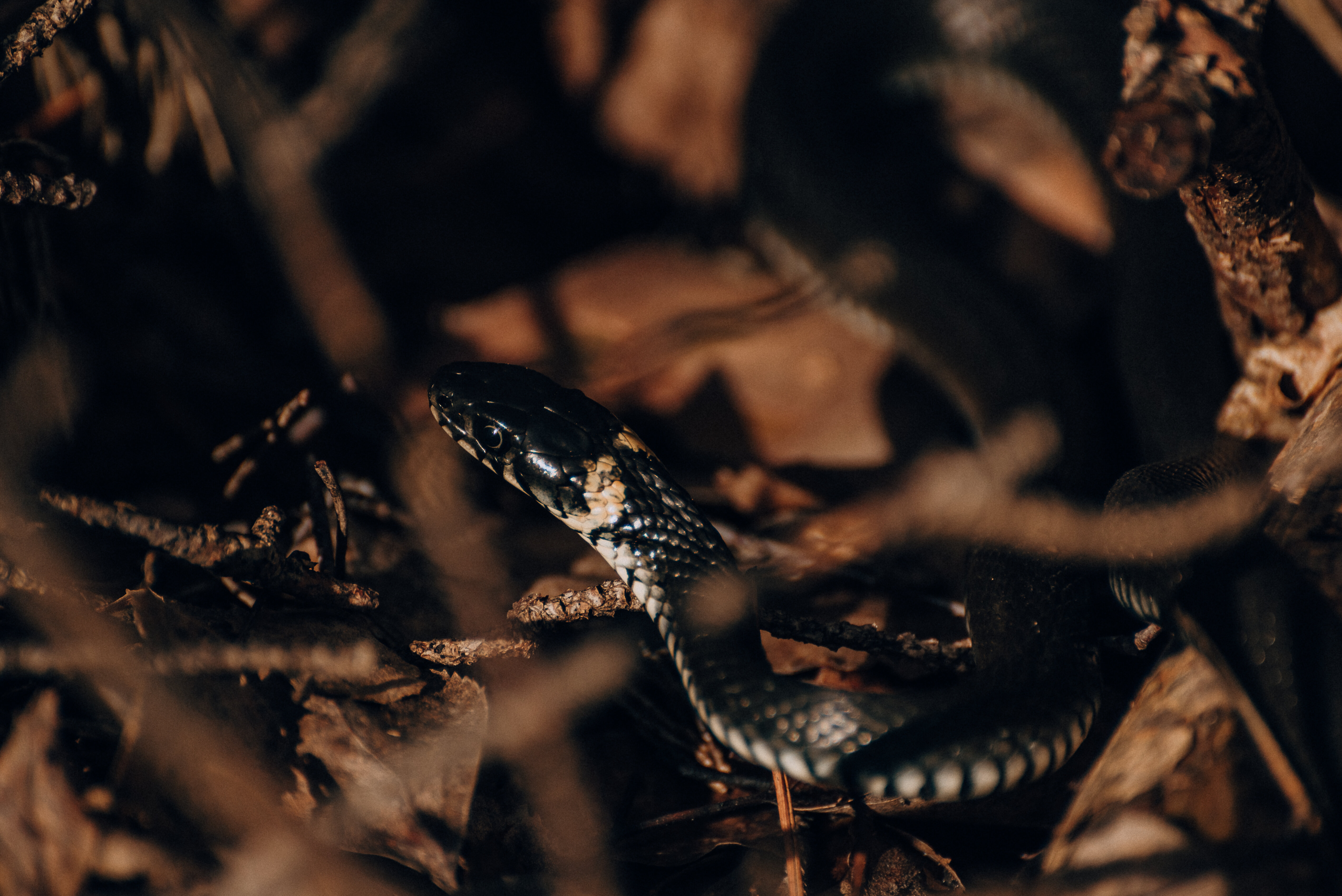 Фото В гостях у Лешего