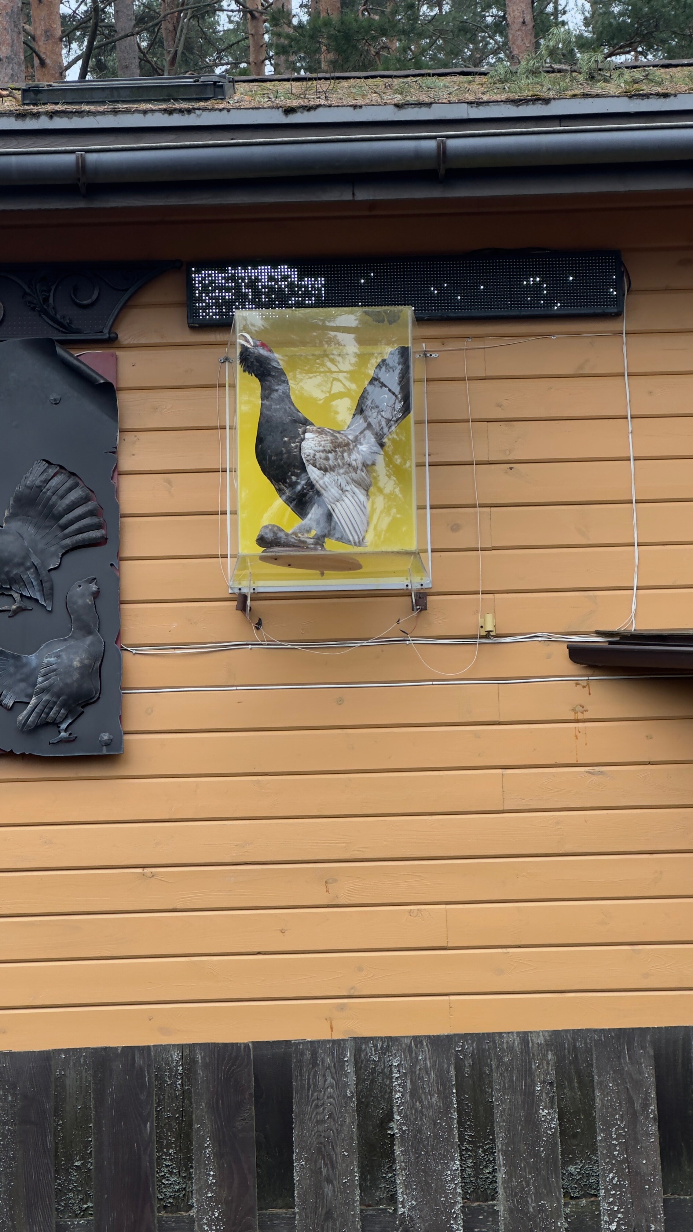 Фото Брусника