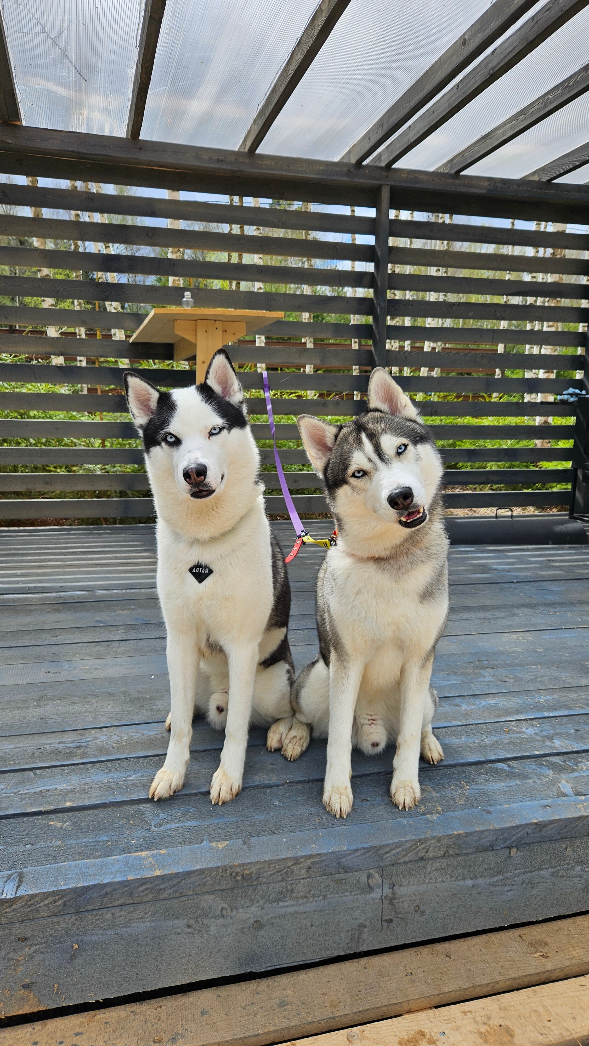 Фото Мы Дома- Зеркальный лес