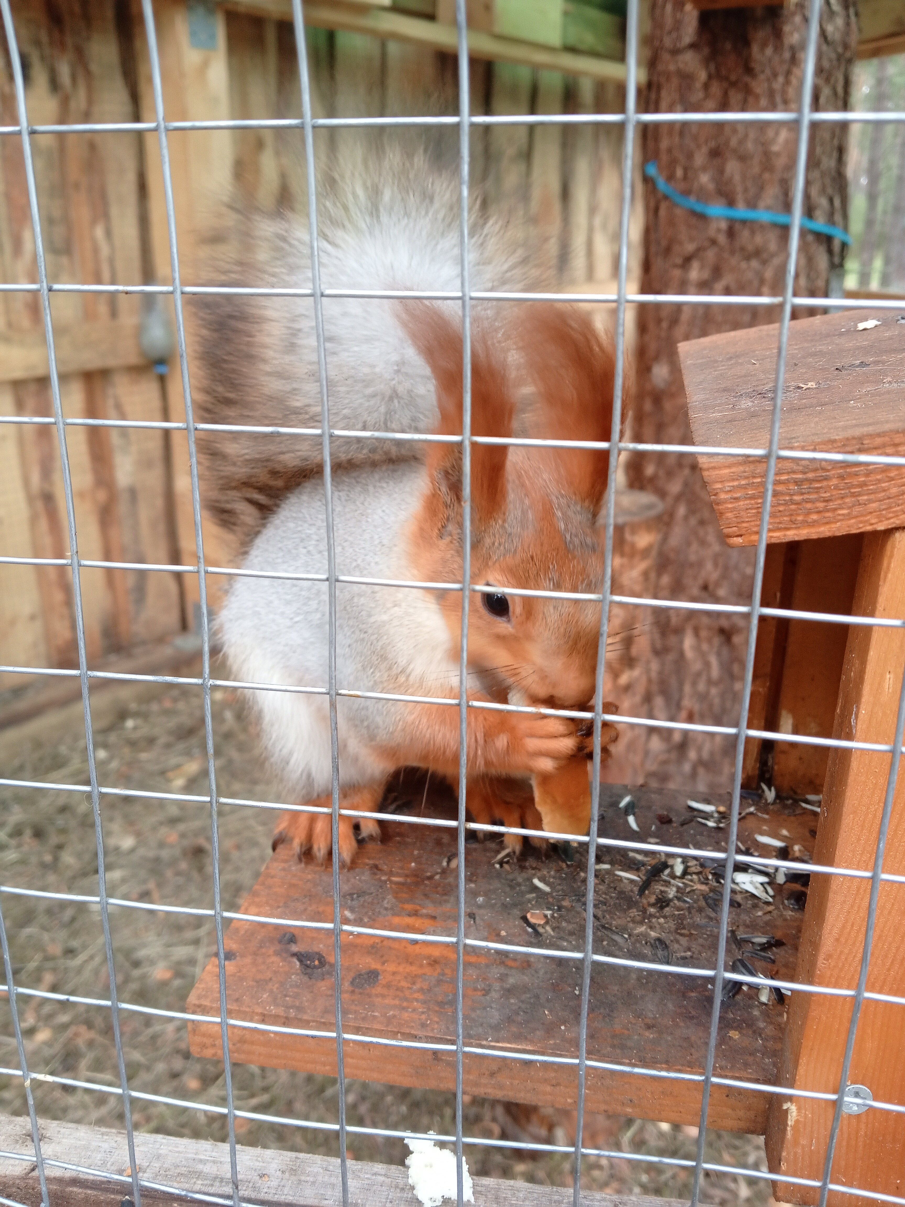 Фото Металлург