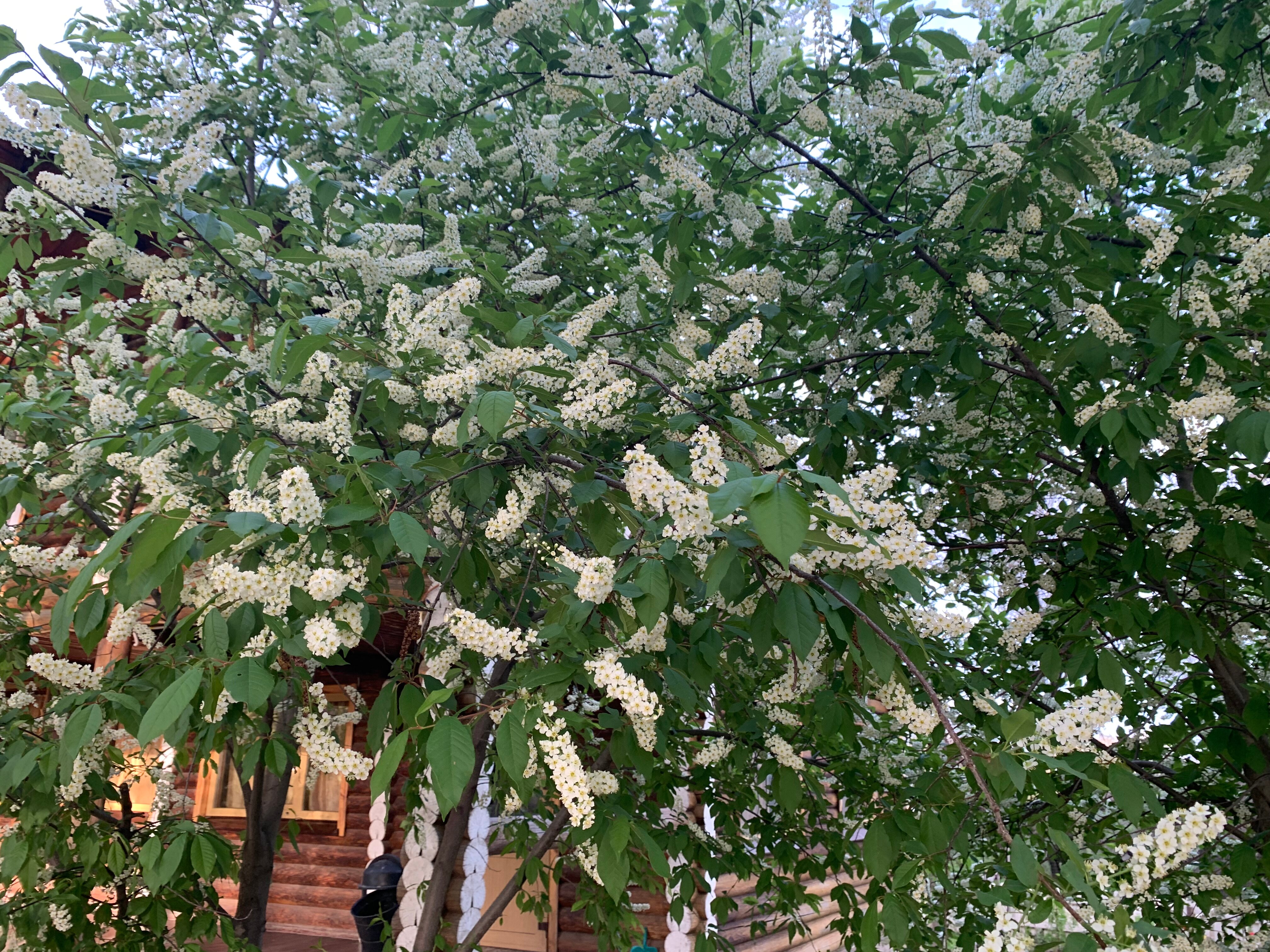 Фото Росинка