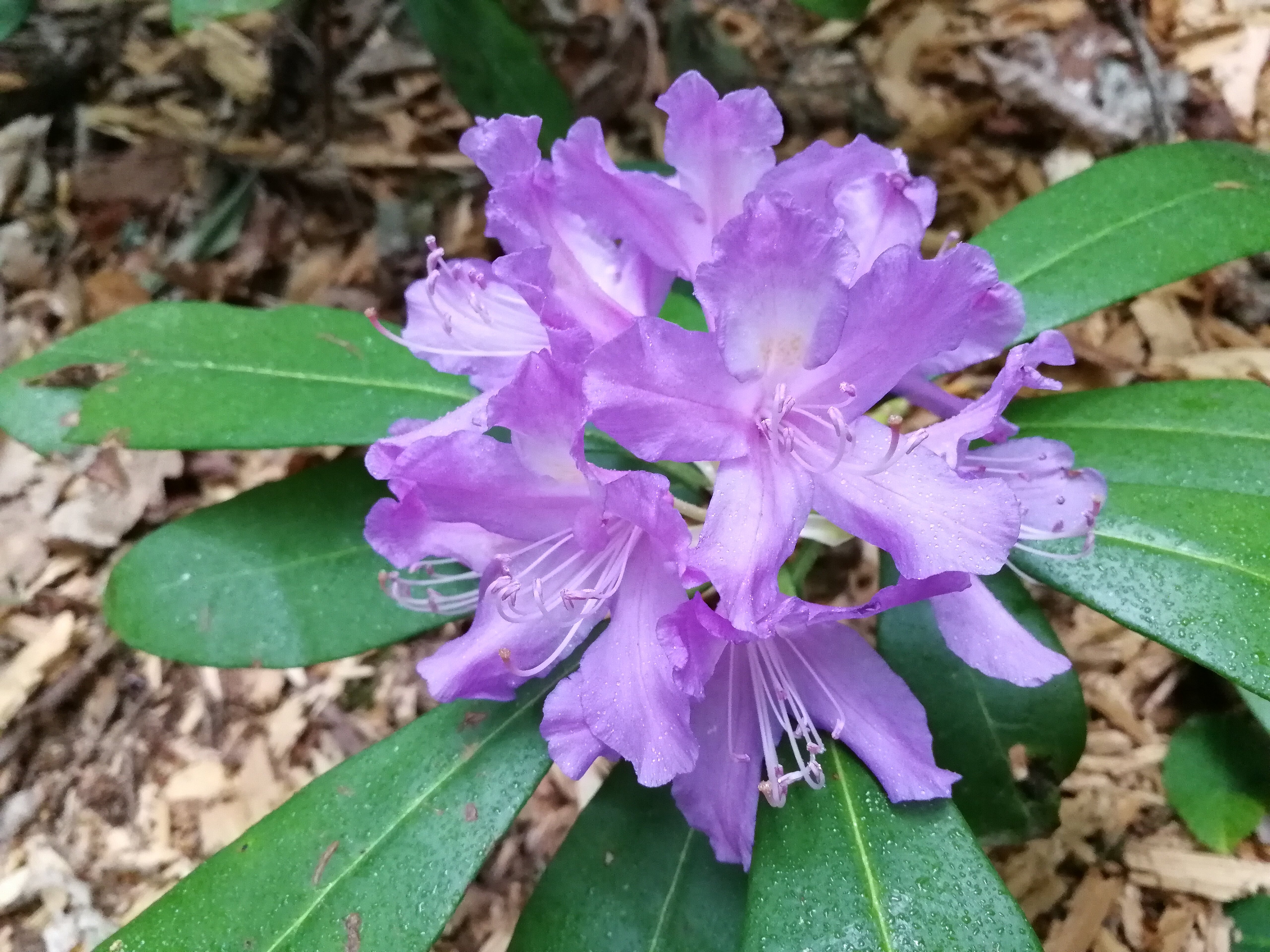 Фото Усадьба Трикиди