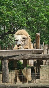 Safari-Park (Krasnodar, Tramvaynaya Street), zoo