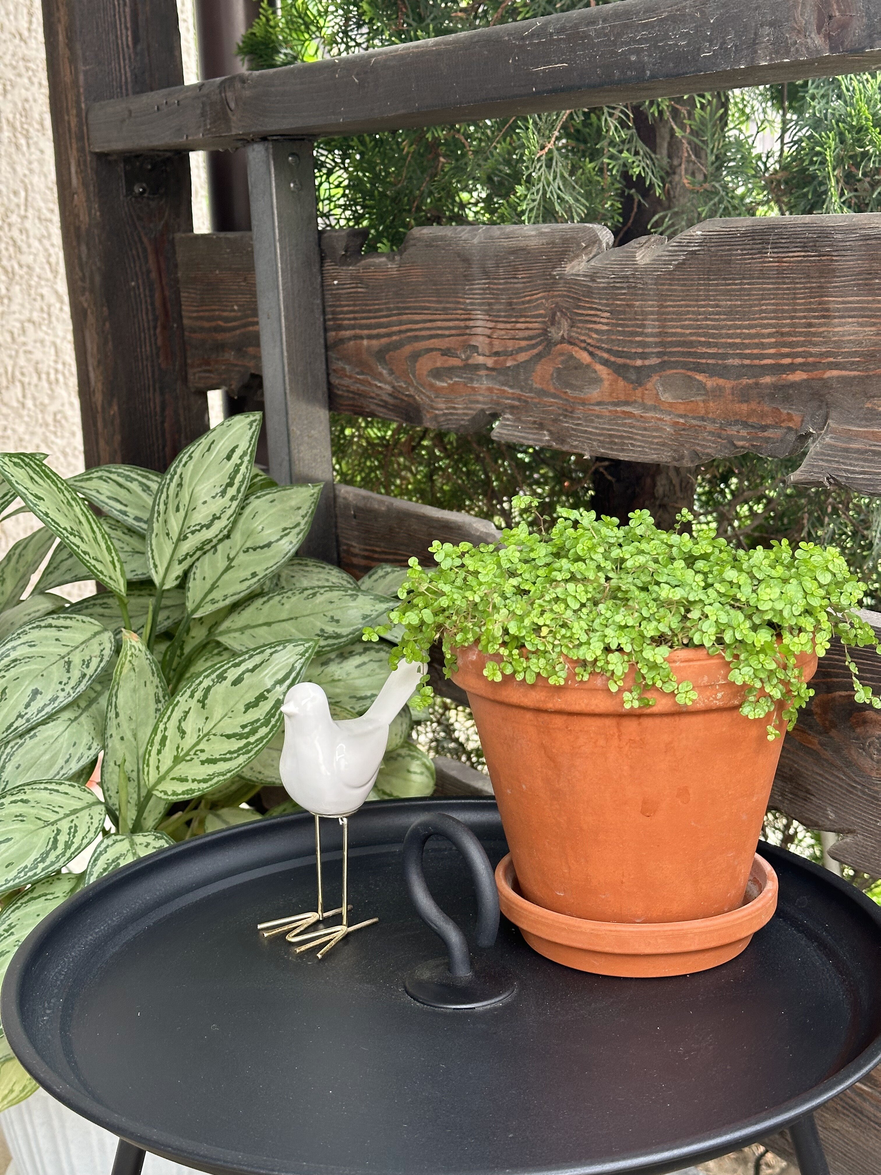 Фото Семейный