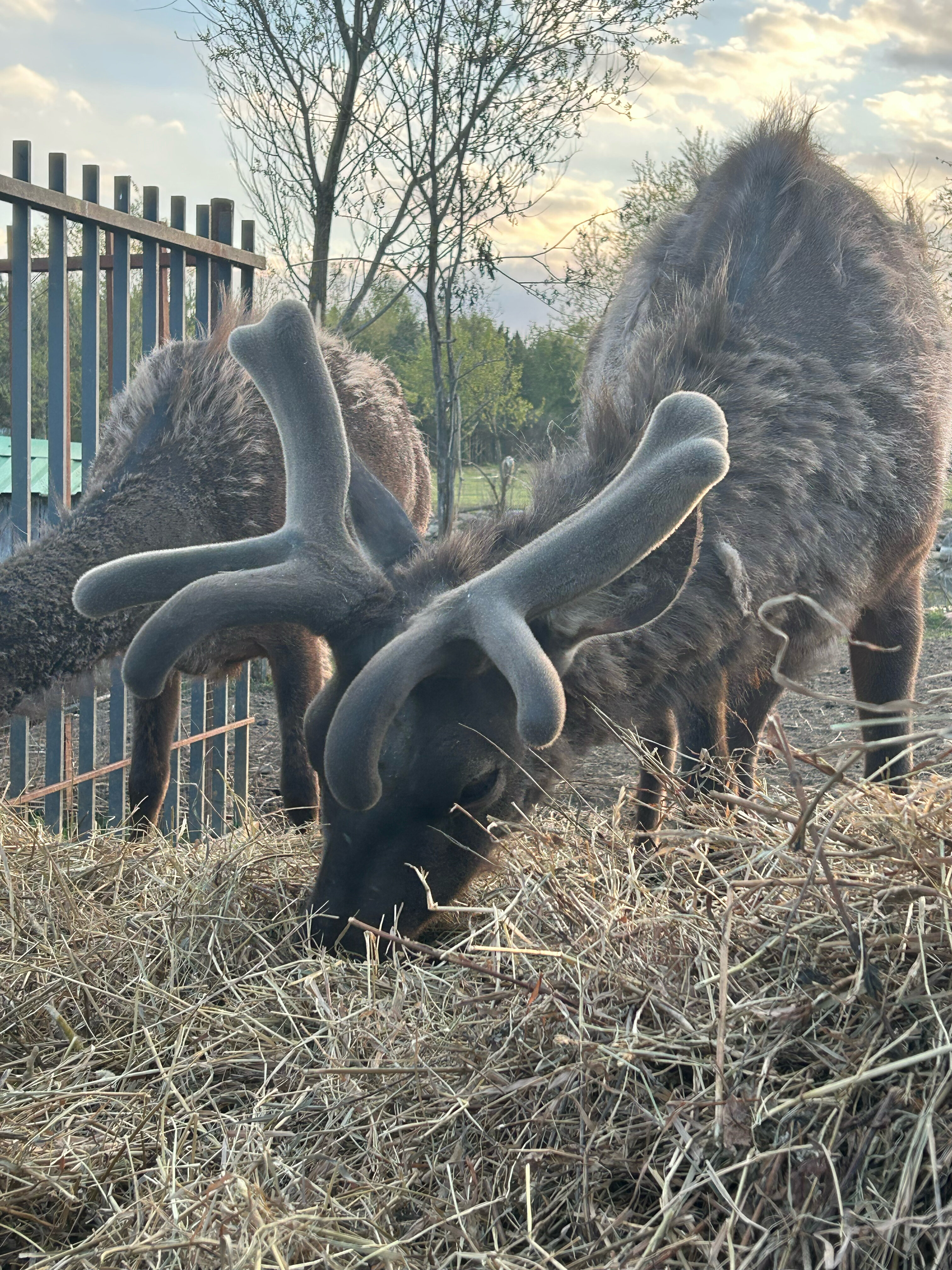 Фото Усадьба Яхрома