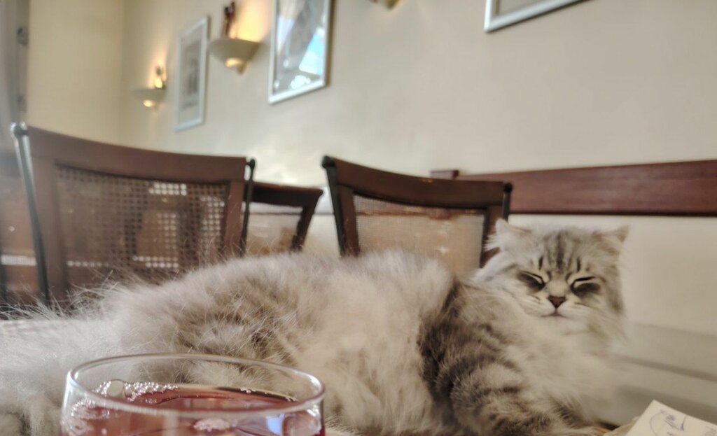 Кафе Cats, Саратов, фото