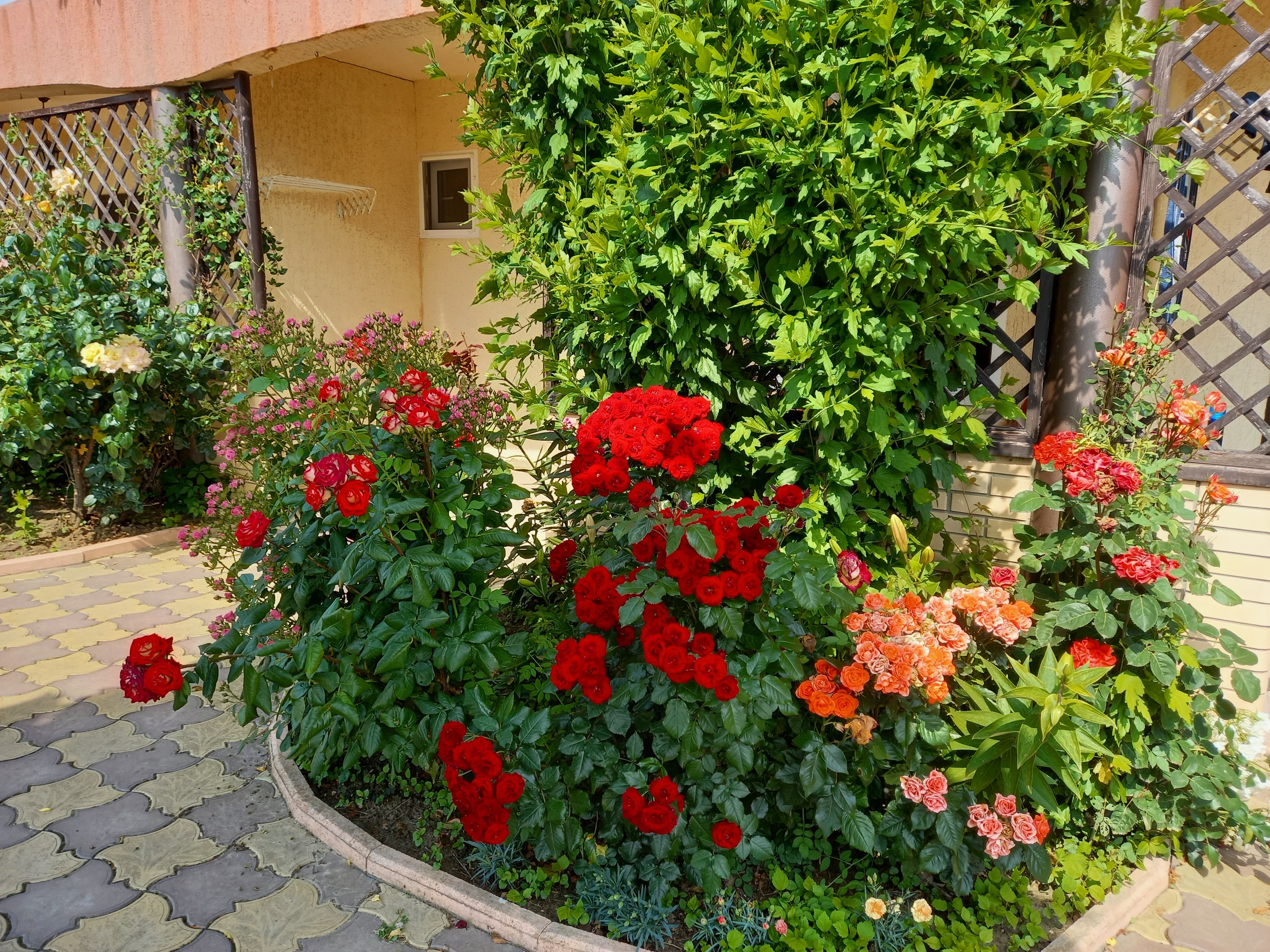 Фото Жемчужина