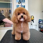 Businka (Usachyova Street, 15А), pet salon