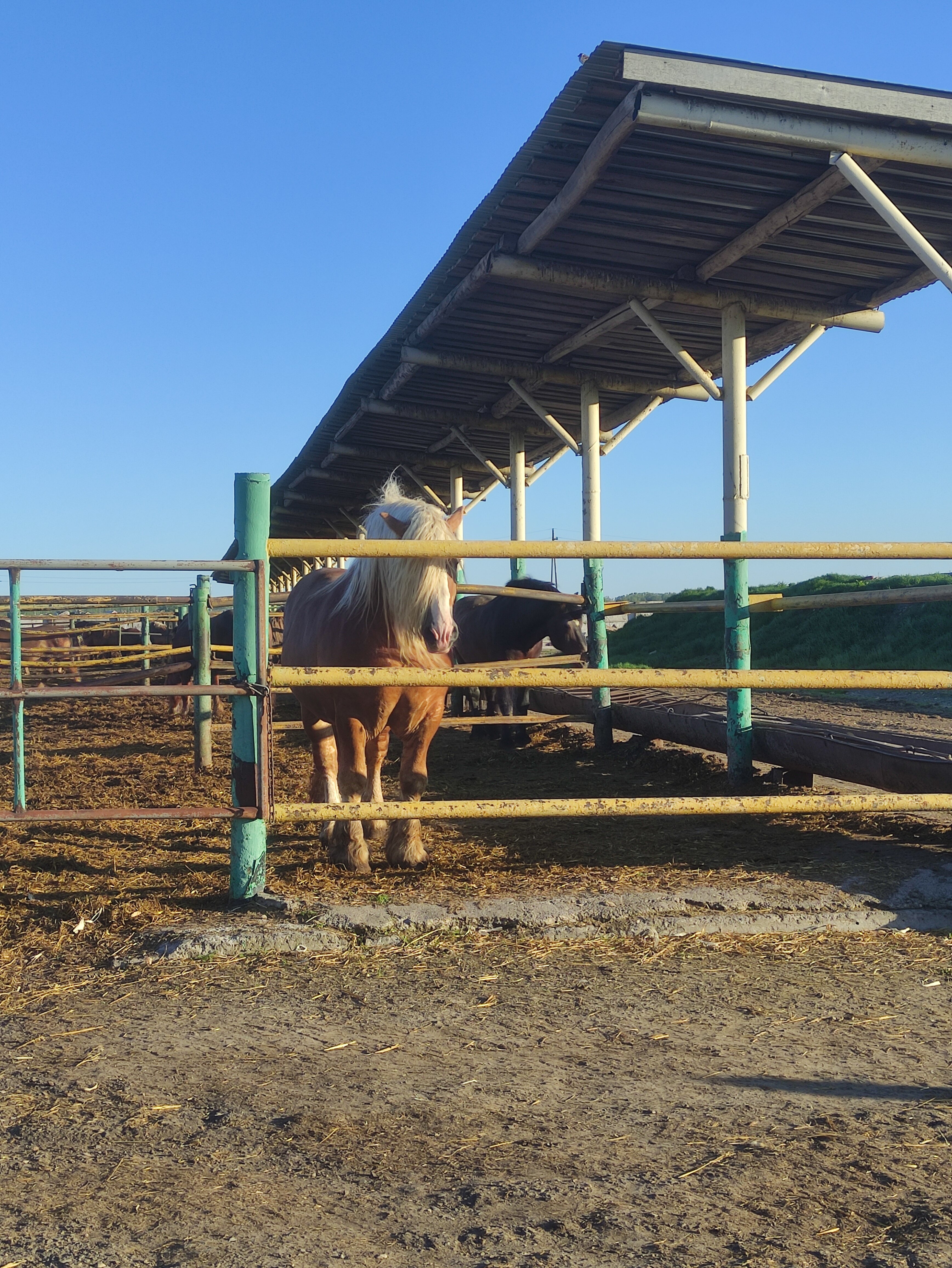 Фото Кумыска