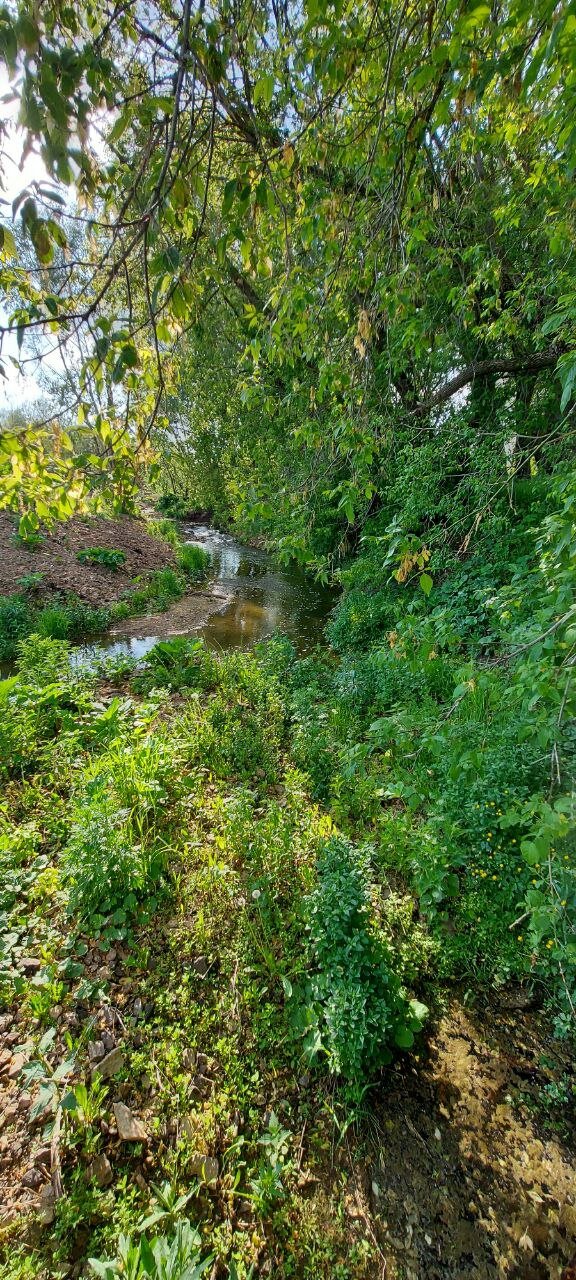 Фото Ёлки-Палки