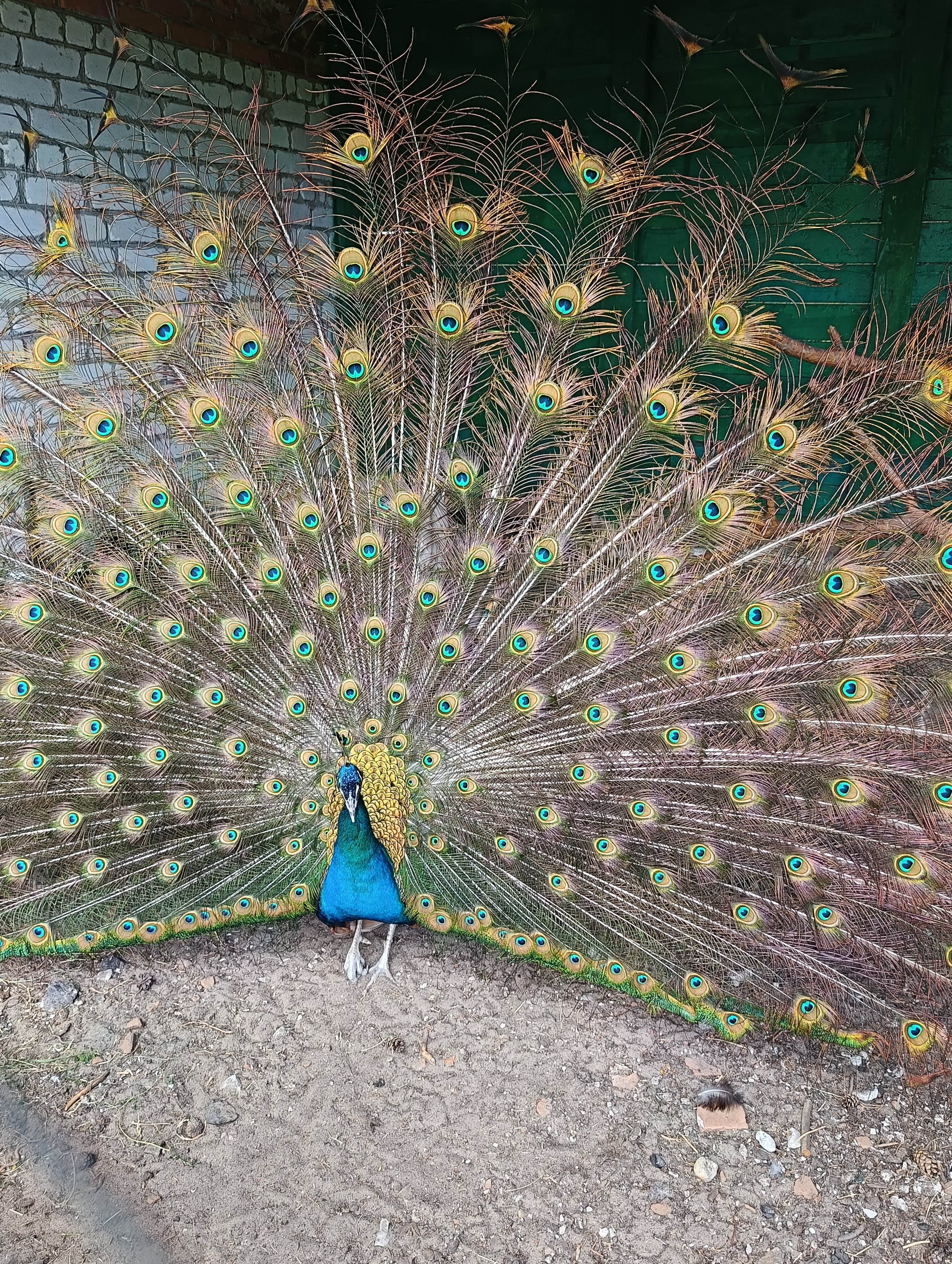Фото Сосновый Бор