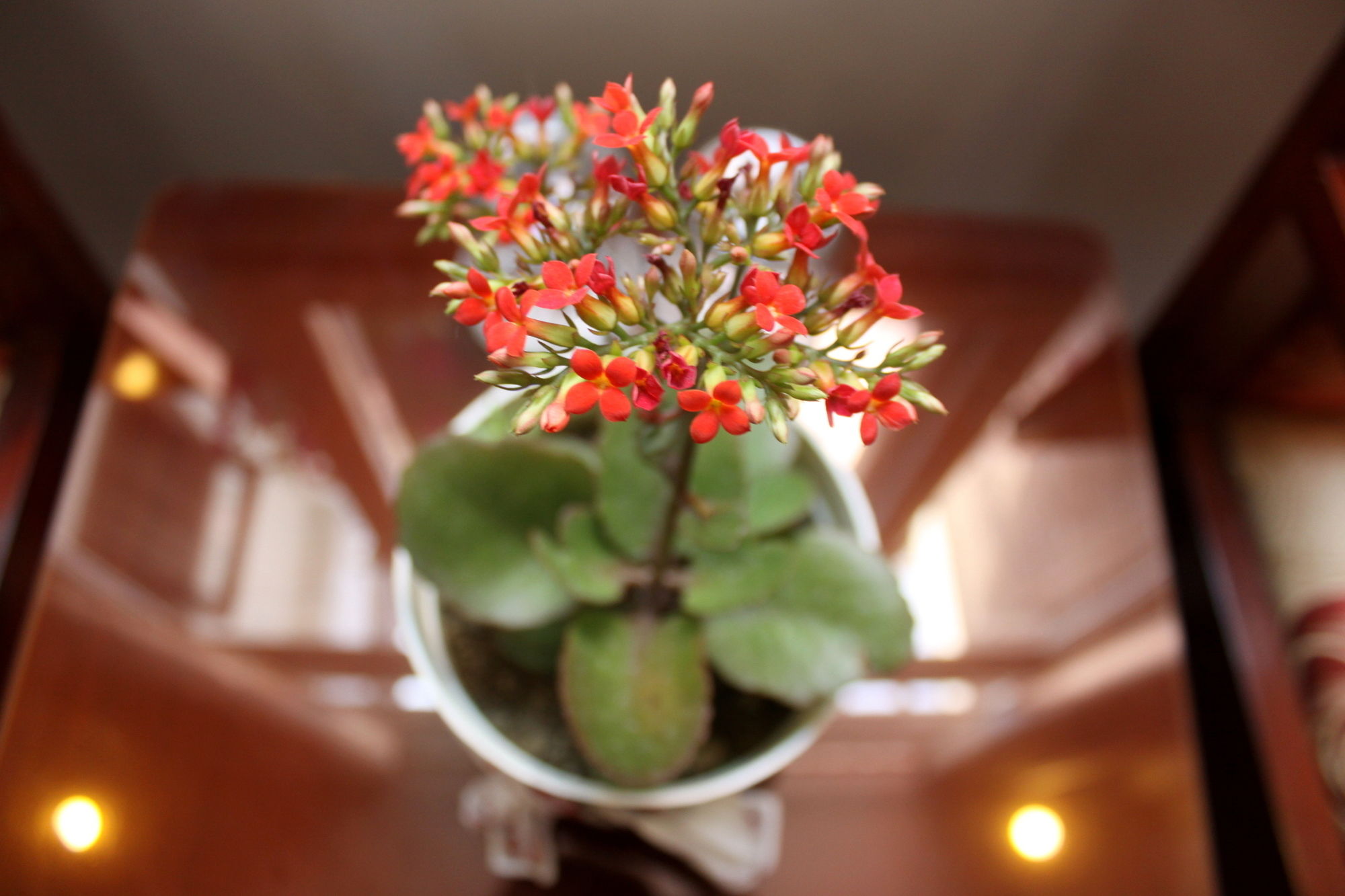 Фото Green Coco Homestay Hoi An