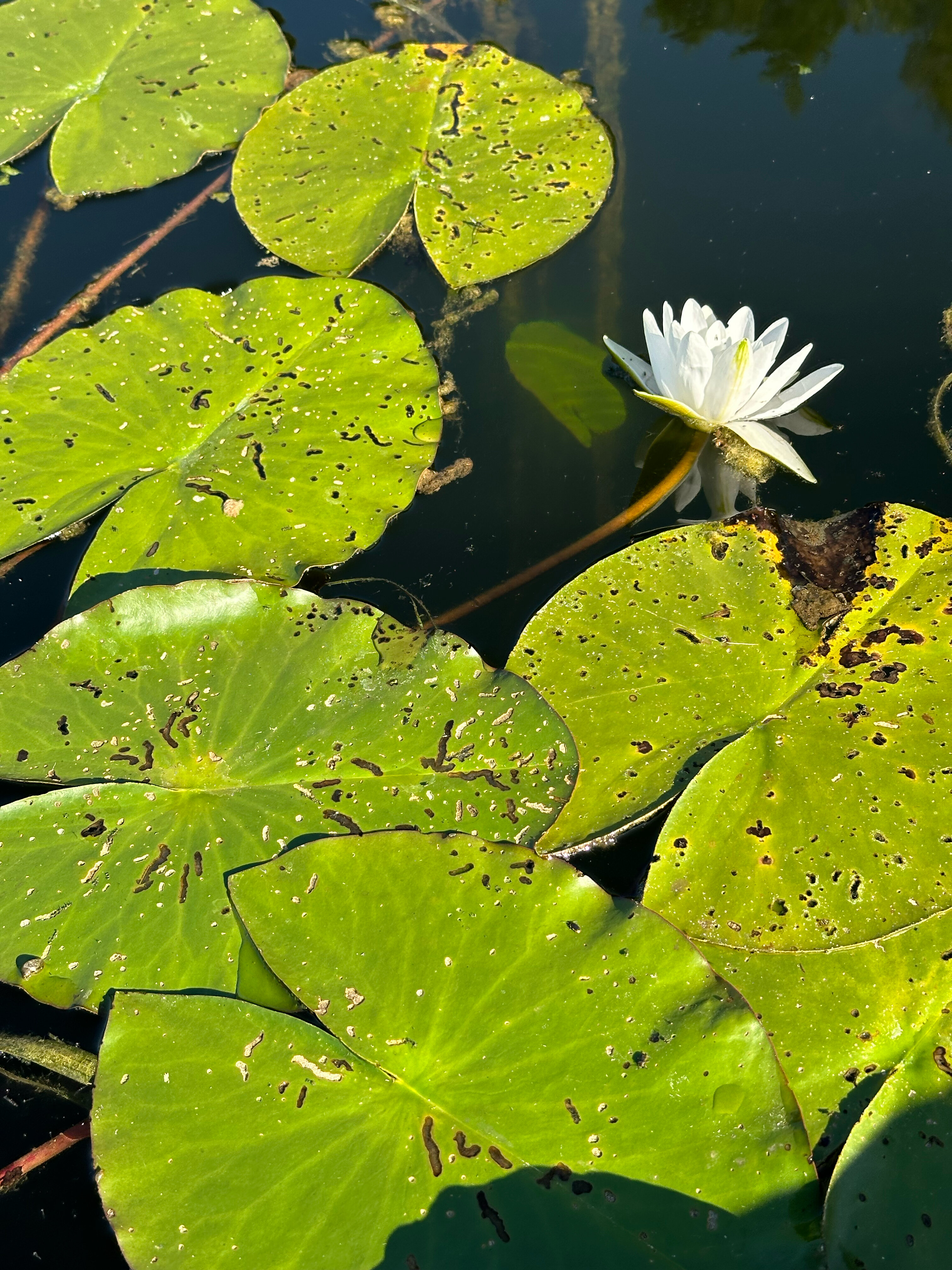Фото Страна семи сов