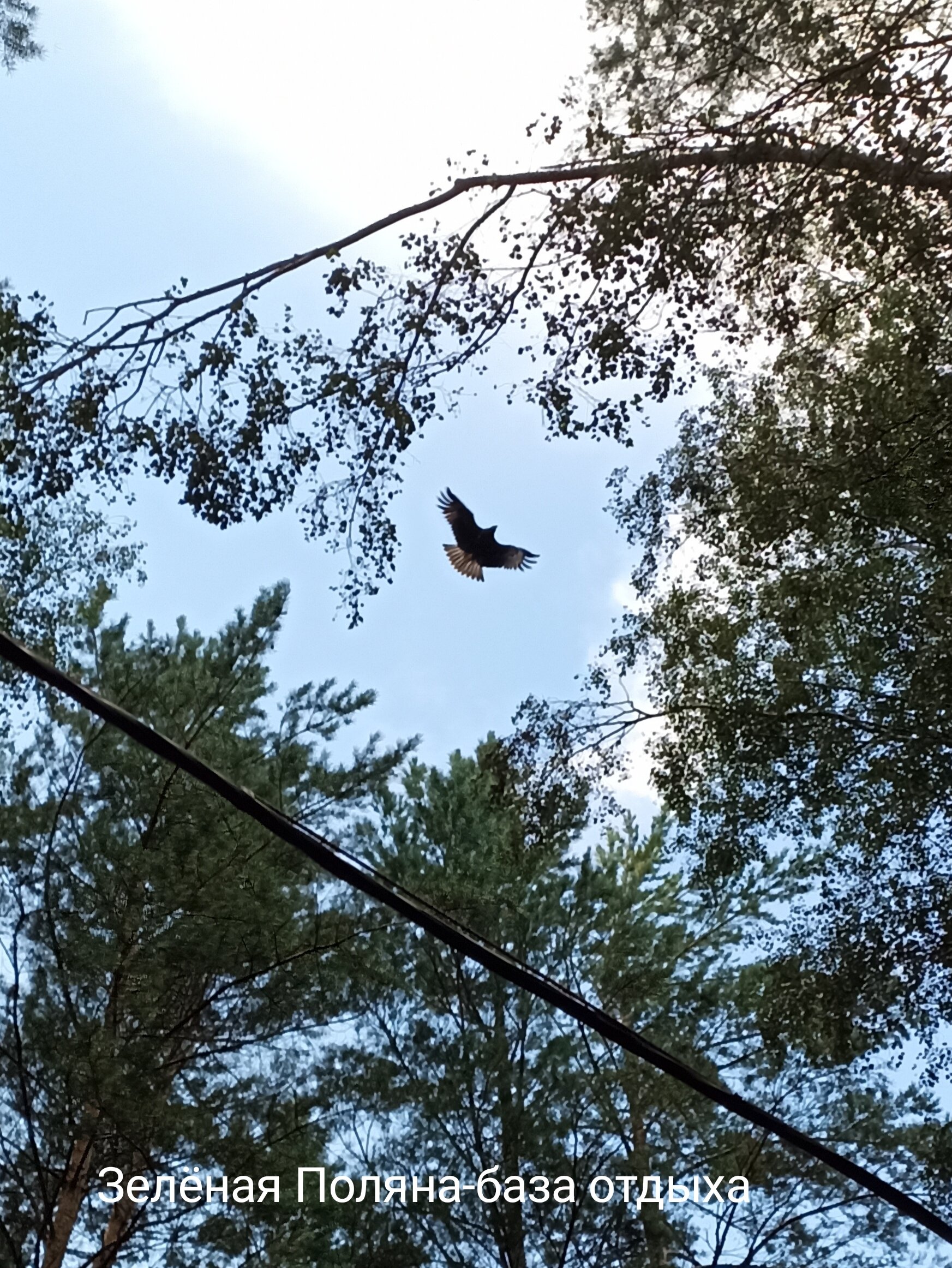 Фото Зелёная поляна