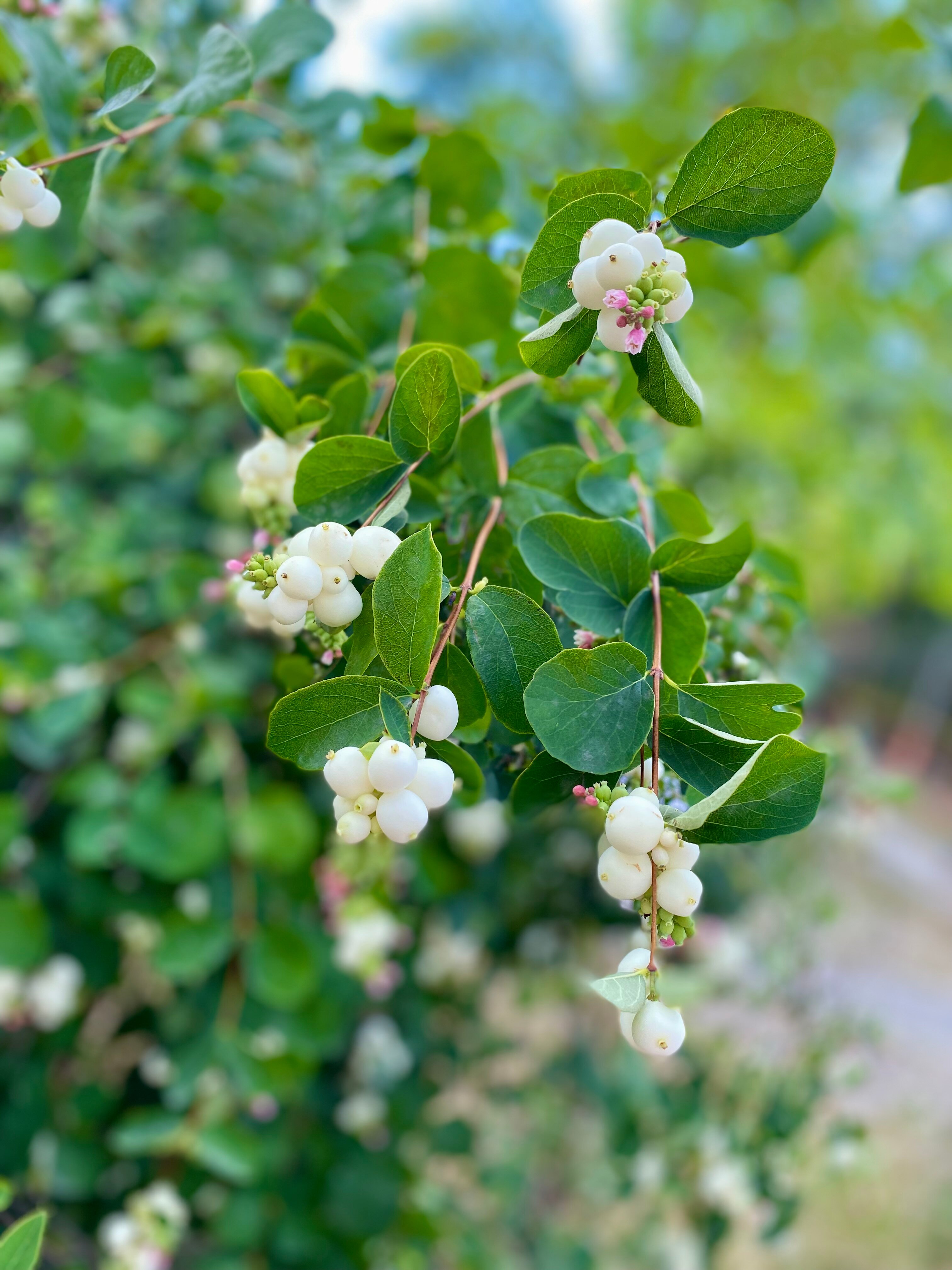 Фото Гостевой Псебай