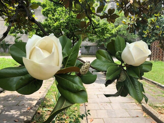 Фото Вилла Эдельвейс