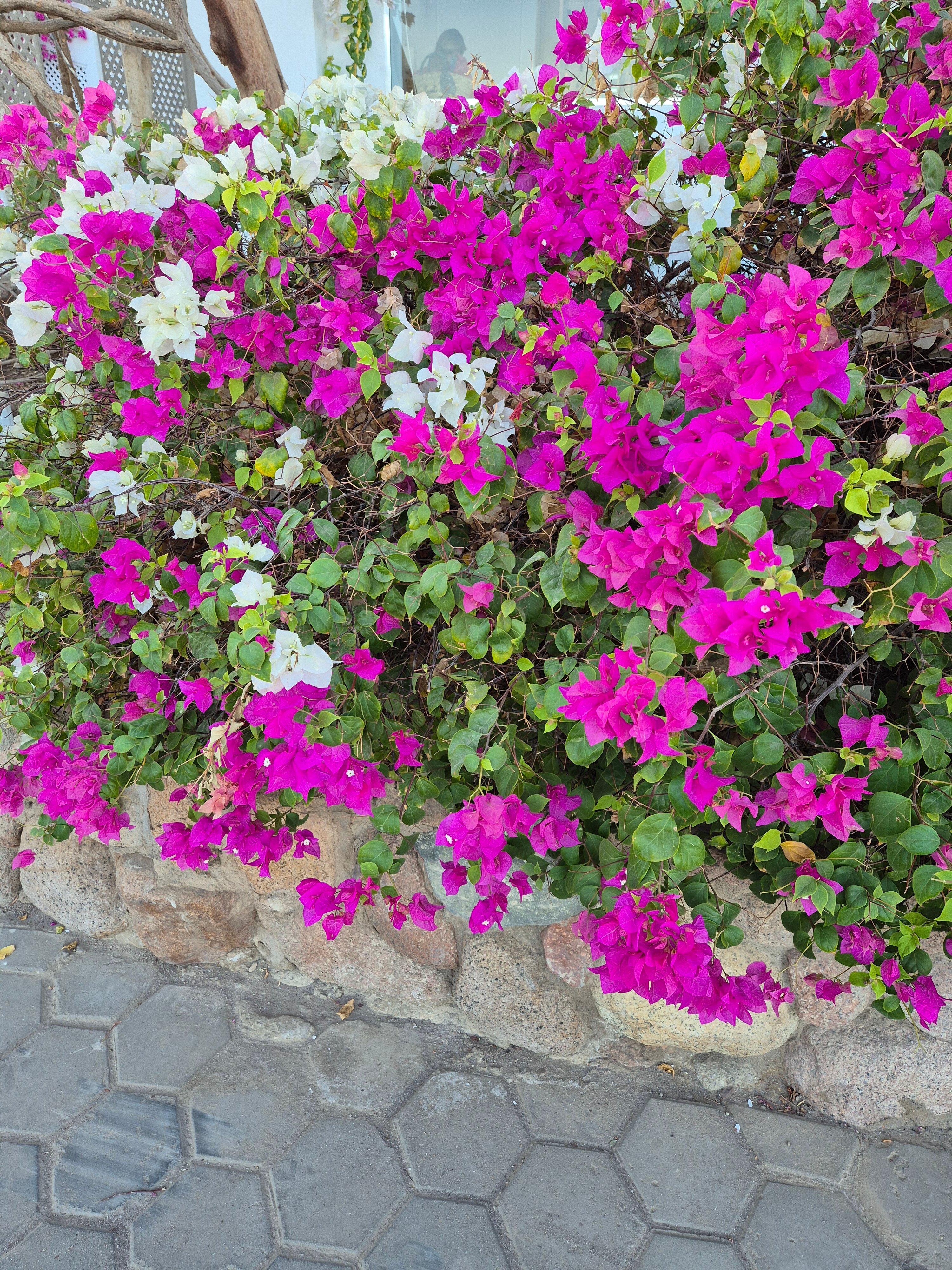 Фото Domina Coral Bay Prestige