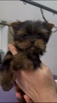 Multi Groom (Drozhzhino, Novoe Highway, 11к1), pet salon
