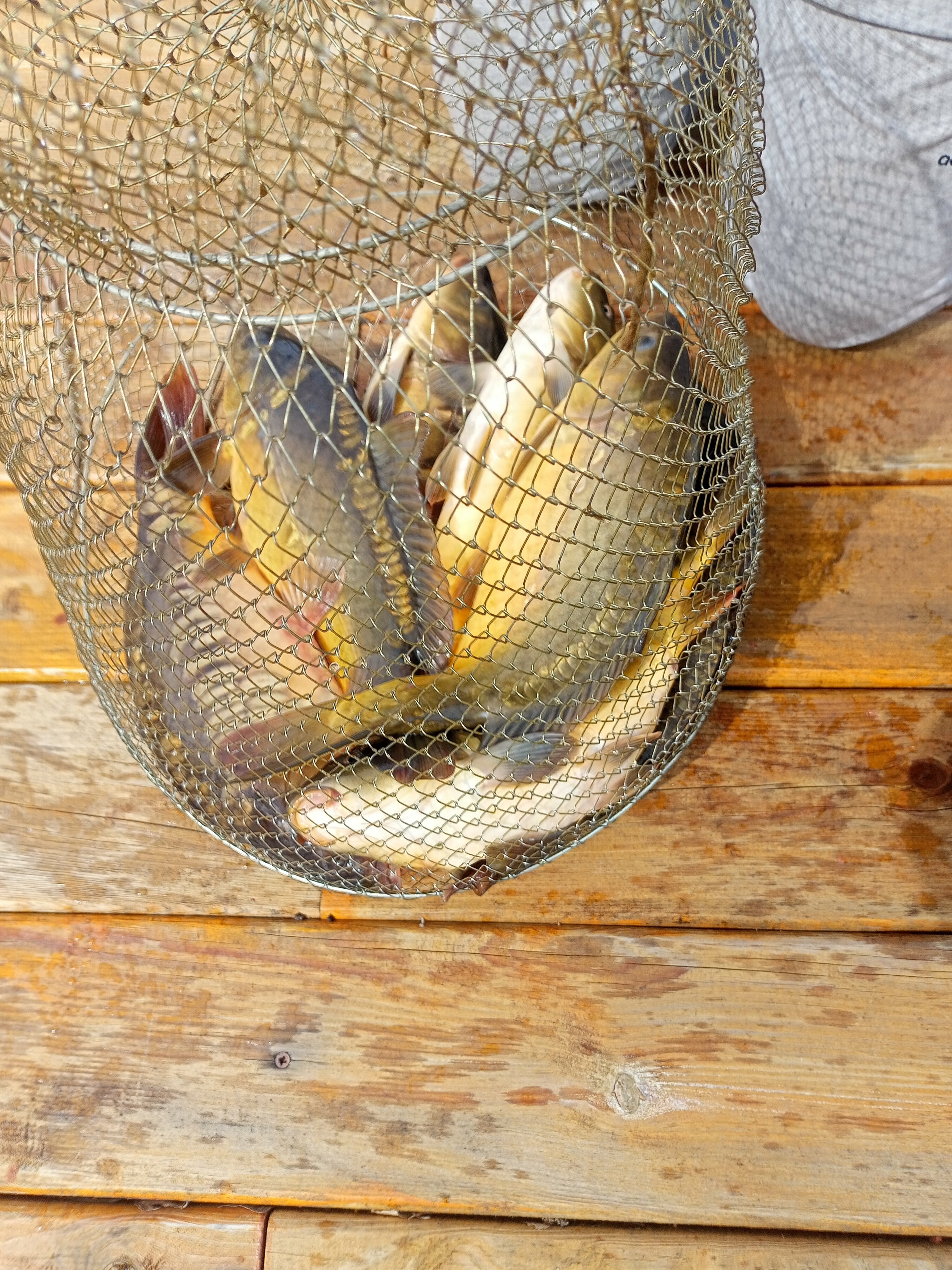 Фото Кречет