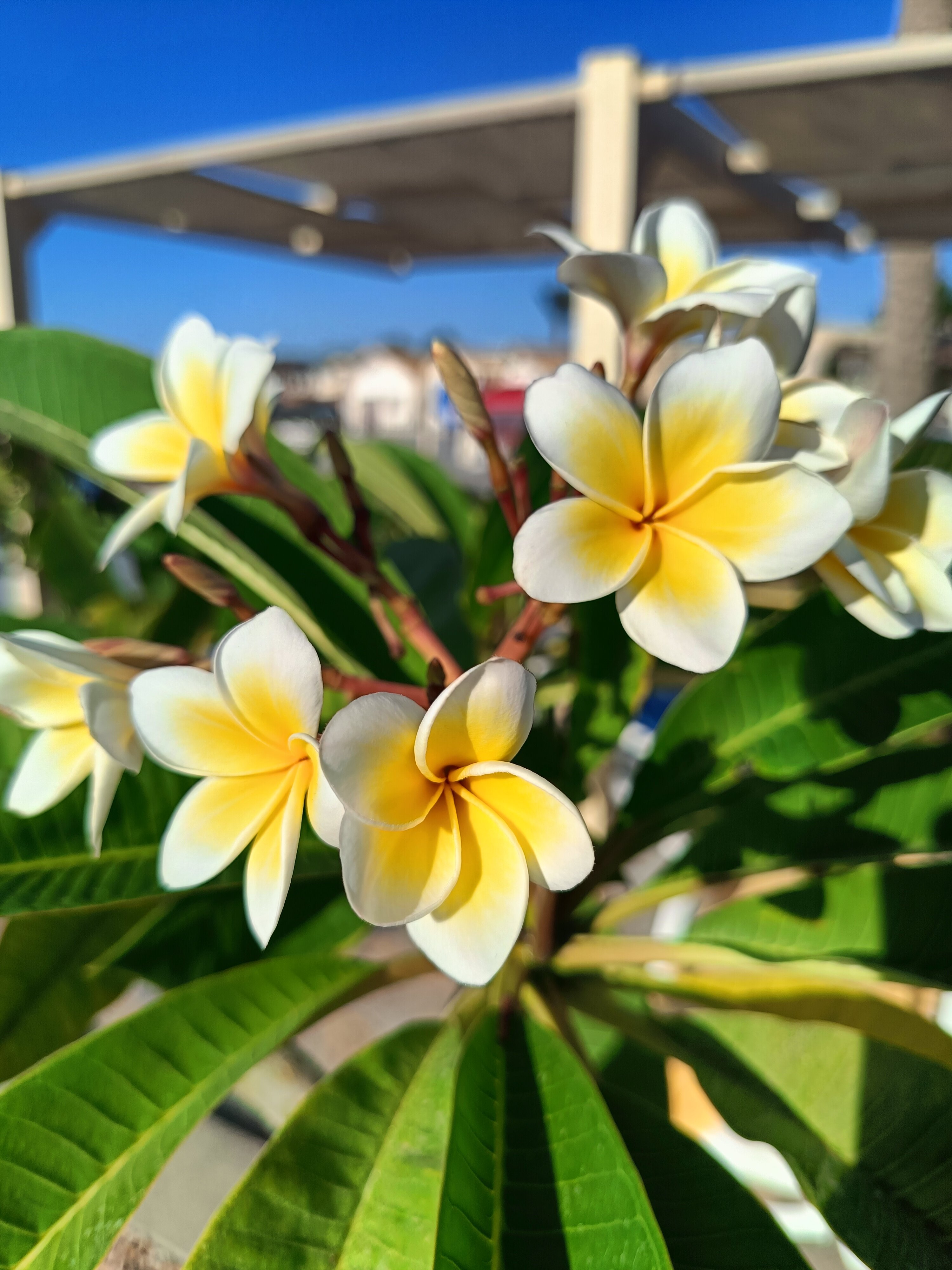 Фото Panorama Bungalow El Gouna