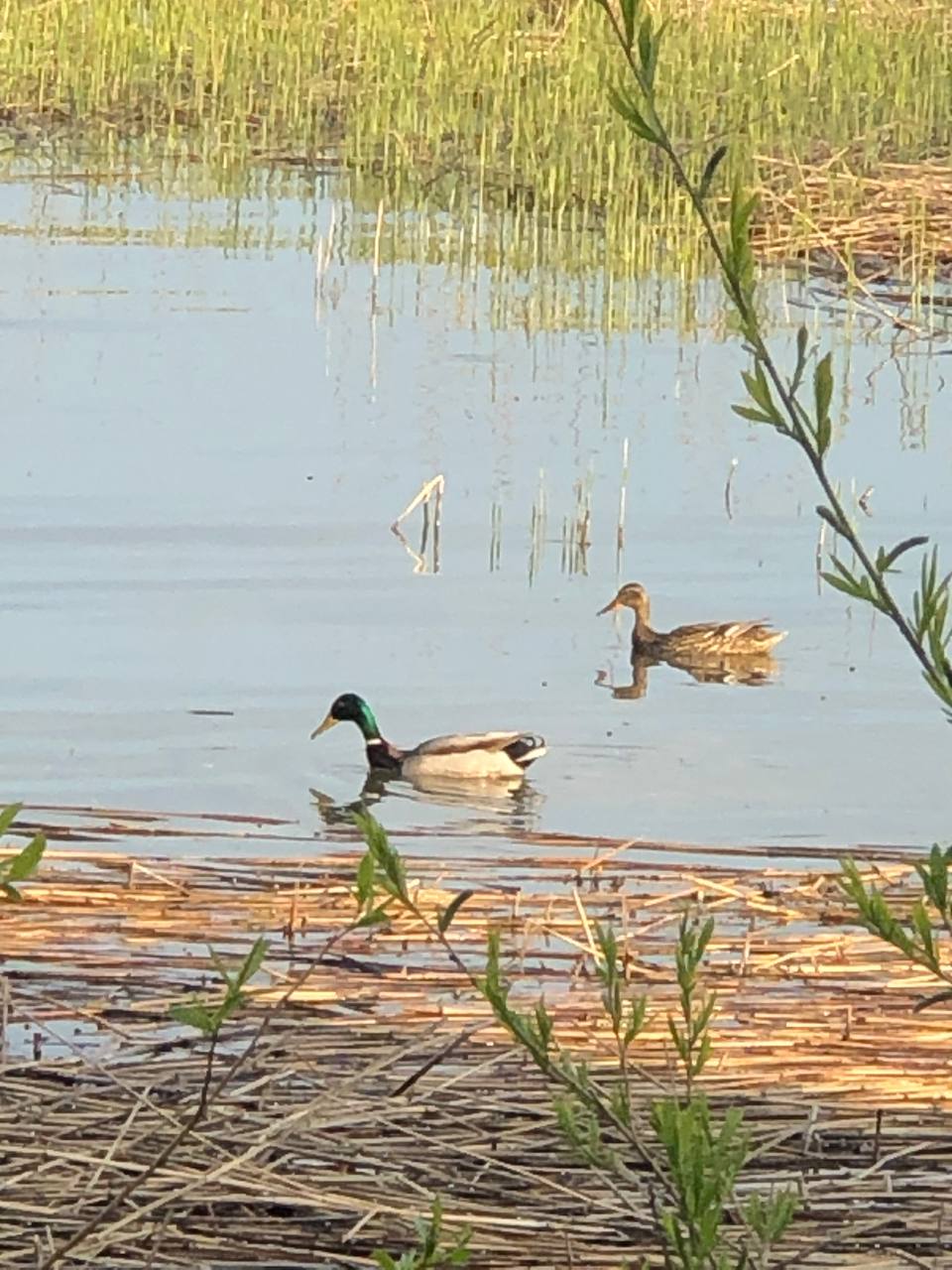Фото Куршале