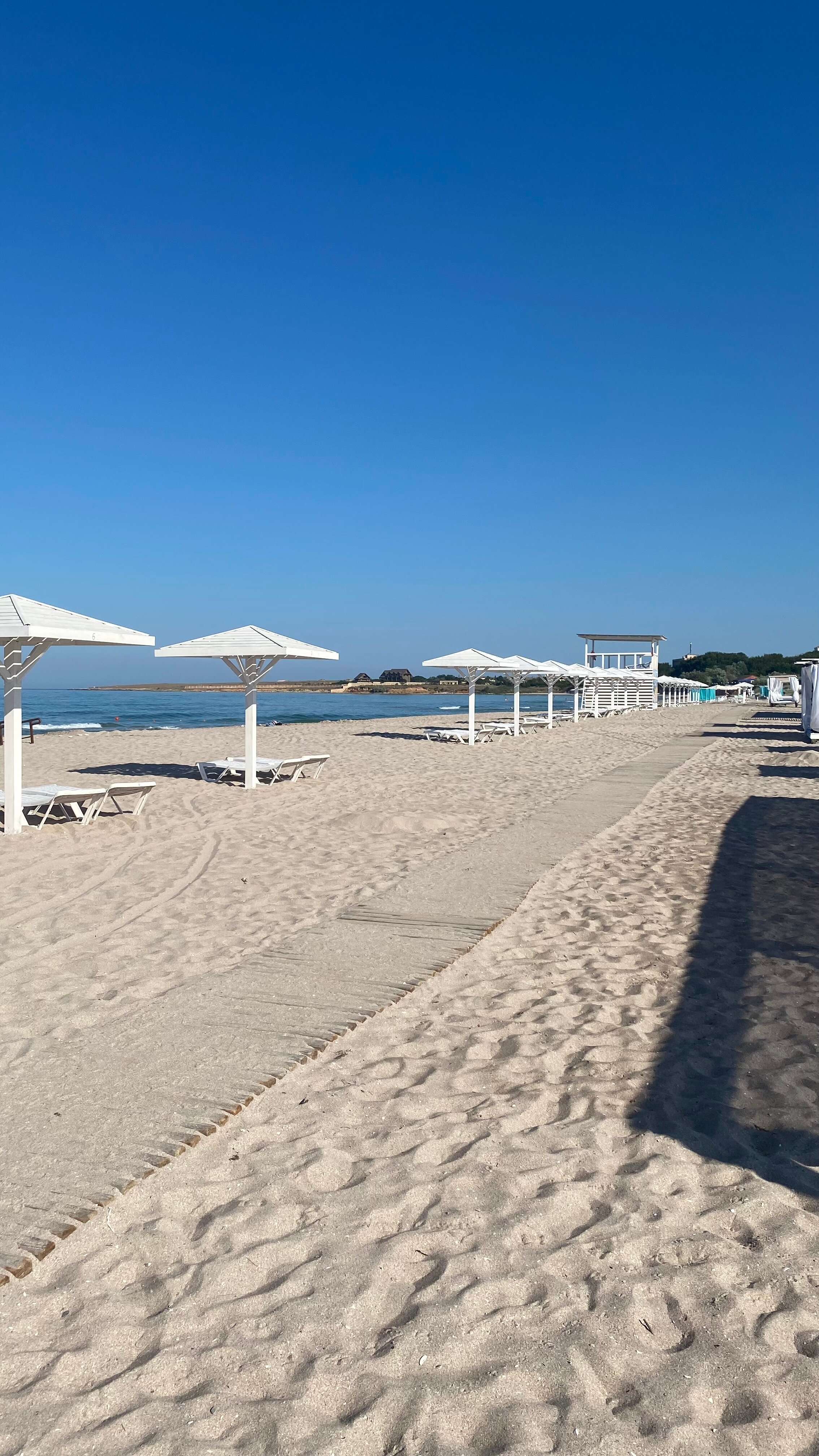 Фото Лаванда