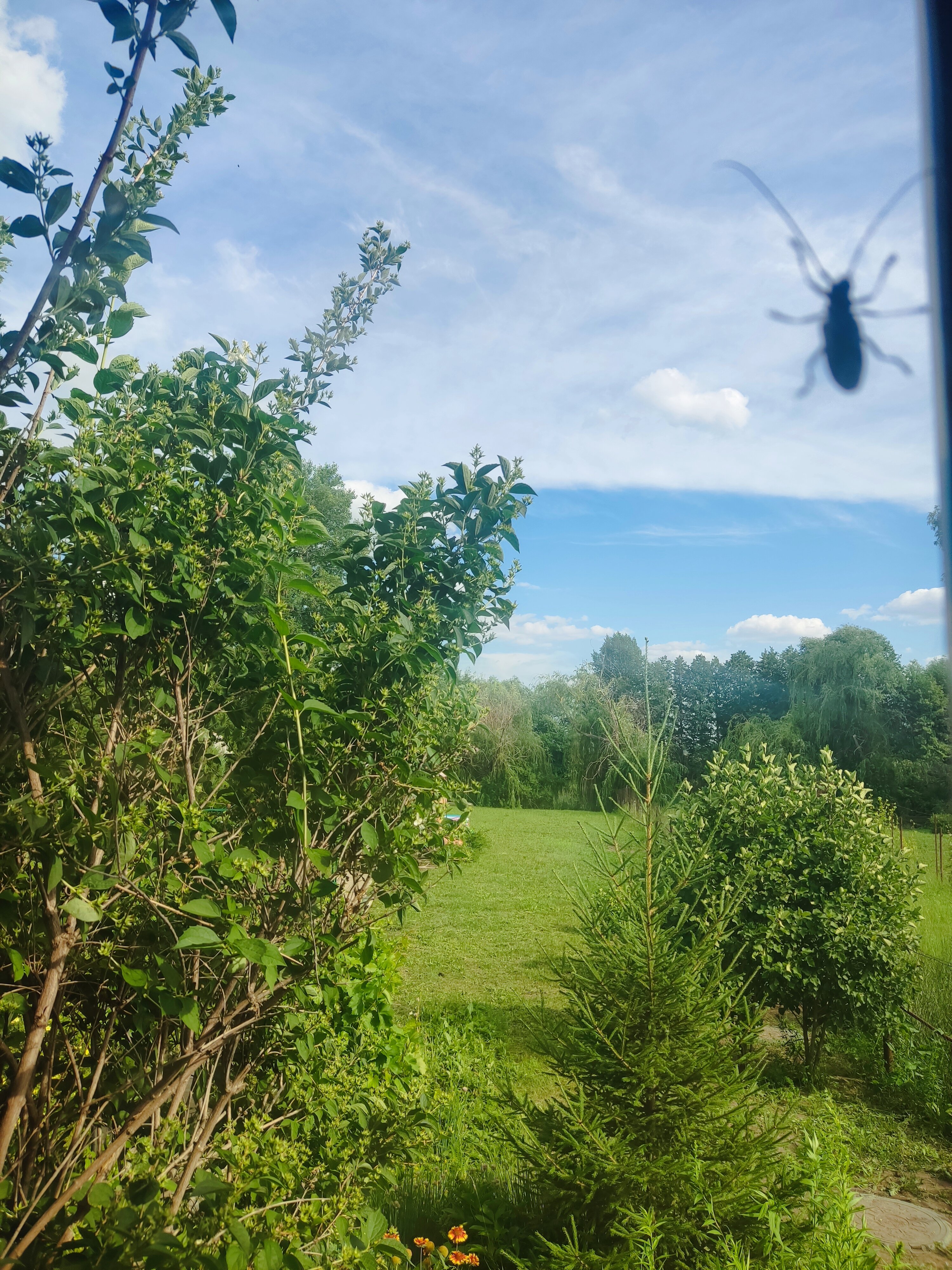 Фото Елховый берег