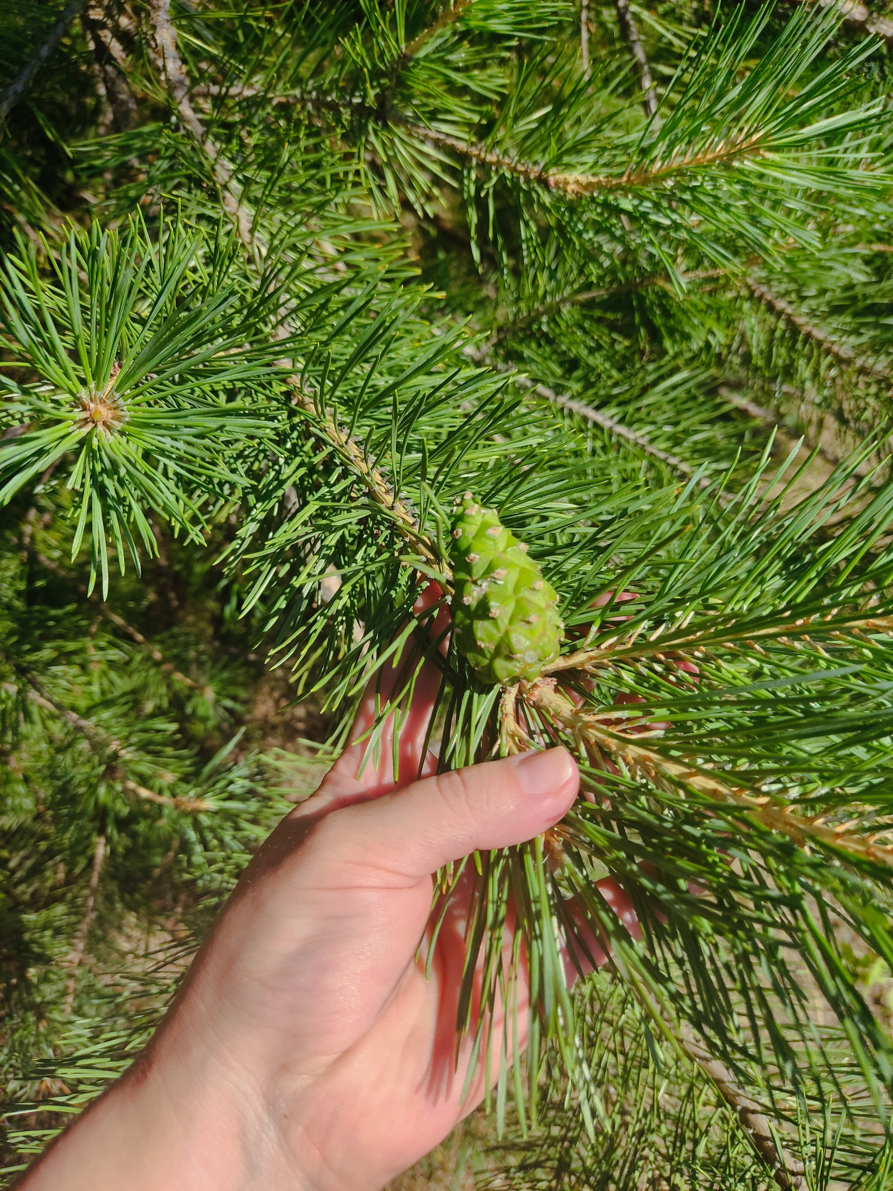 Фото Елховый берег