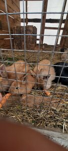 Mini-zoopark Noyev Kovcheg (Ishim, ulitsa Smychka, 64), zoo