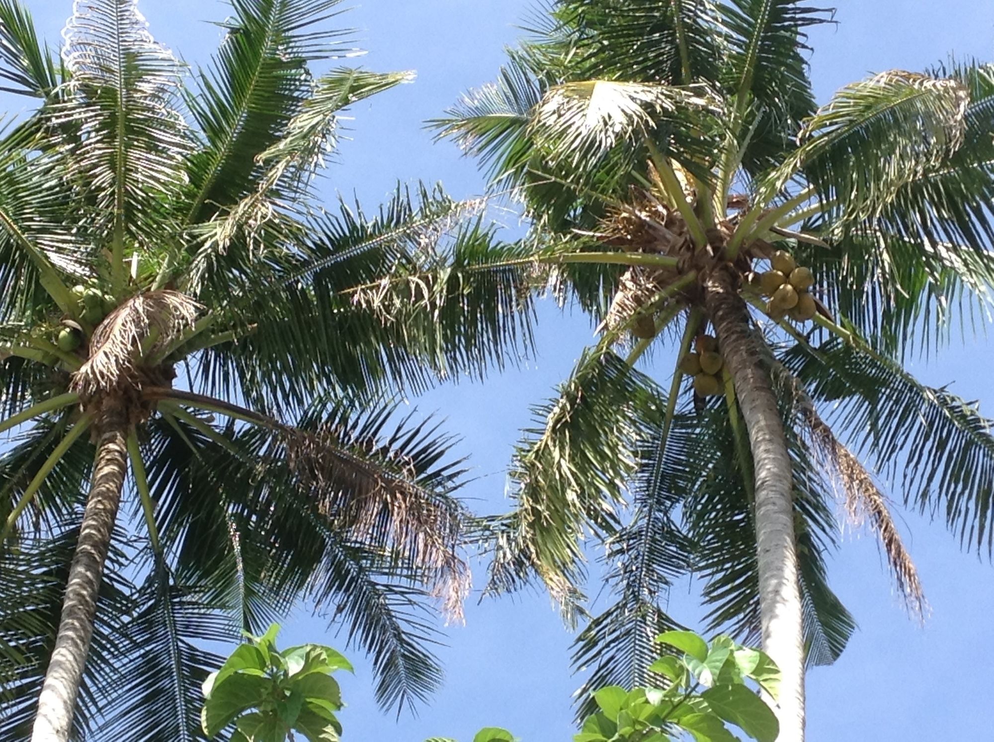 Фото Coco's Guesthouse