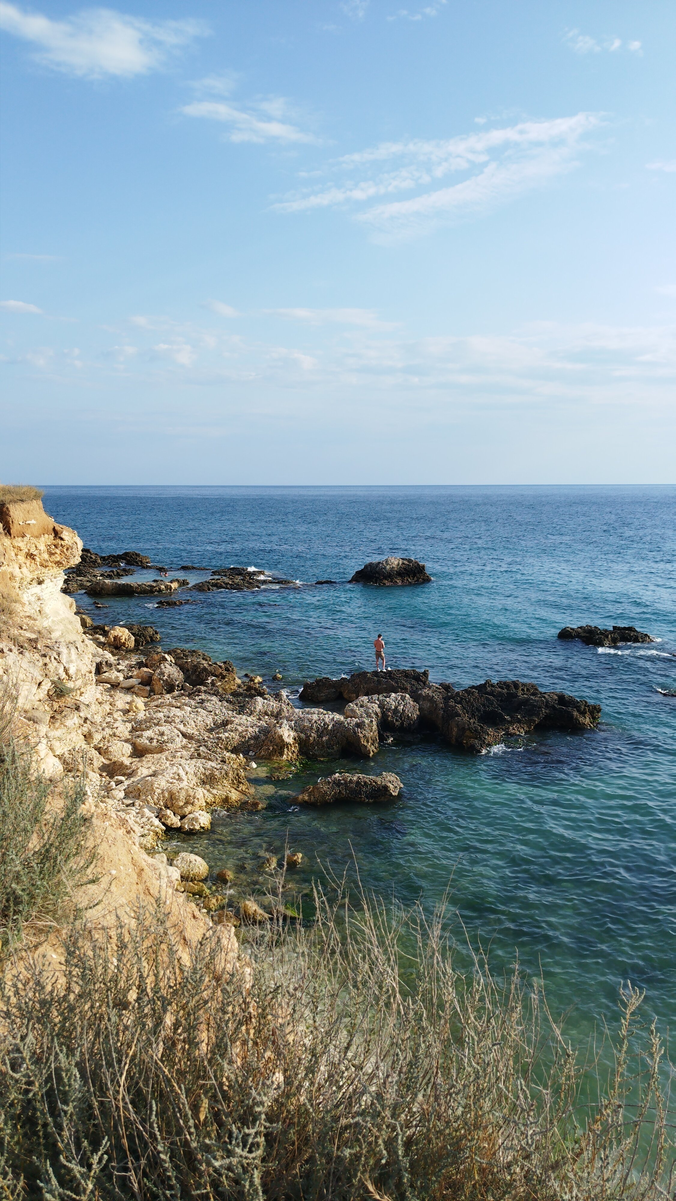 Фото Бамбук