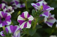 Фото Haus Susanne