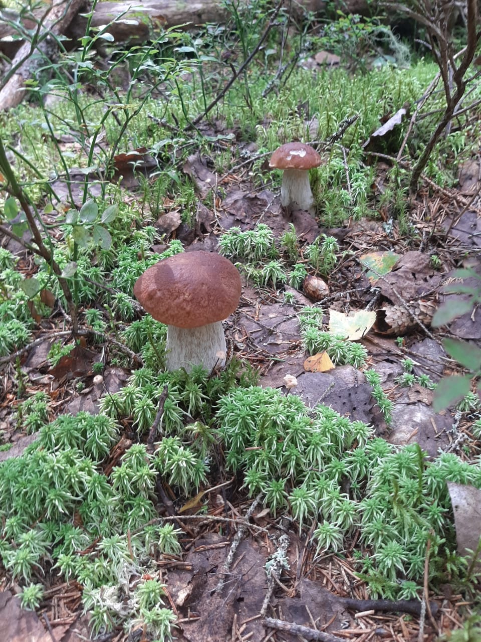 Фото Вилла Бор Волго