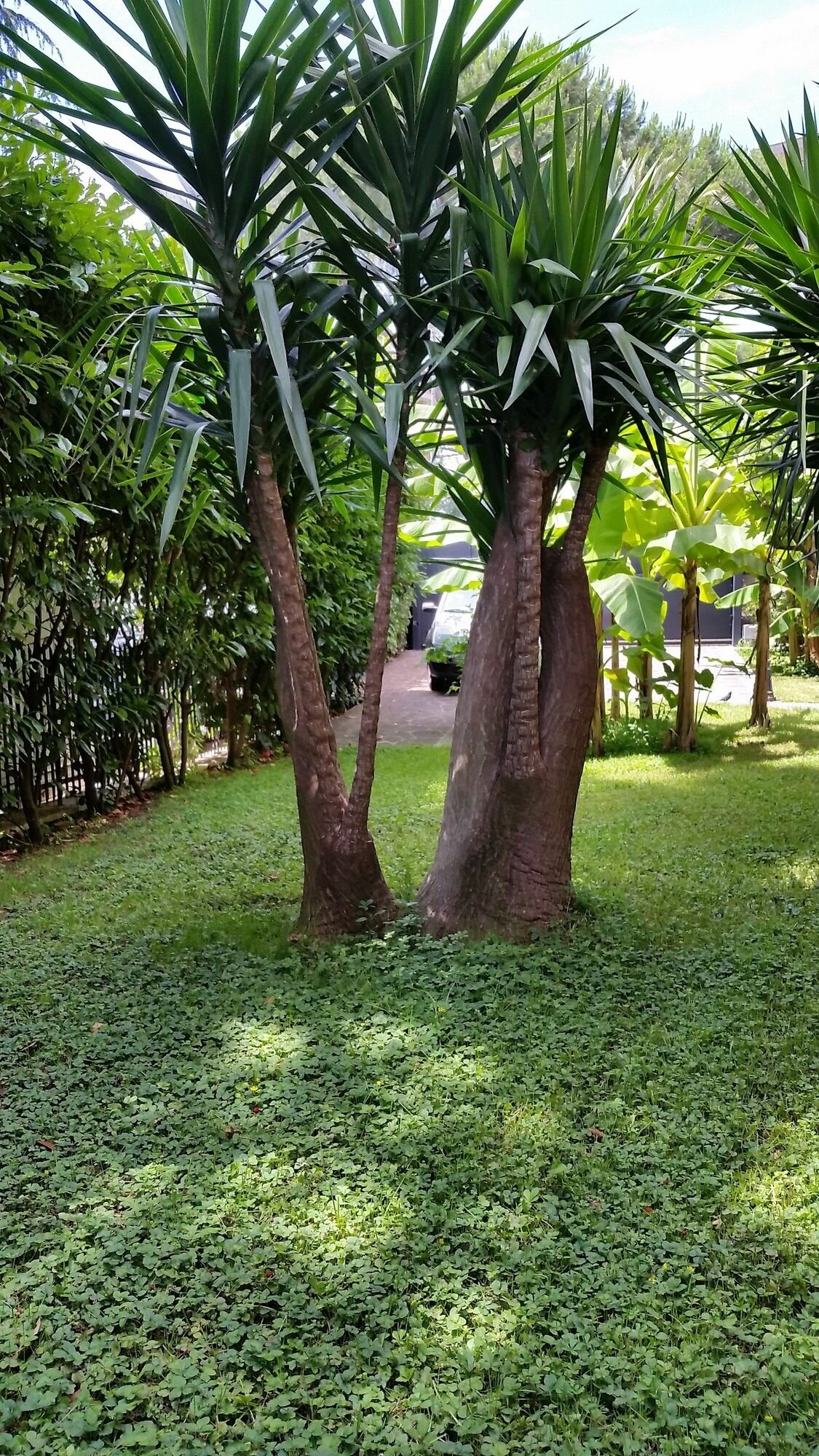 Фото Il Giardino di Giulia 2