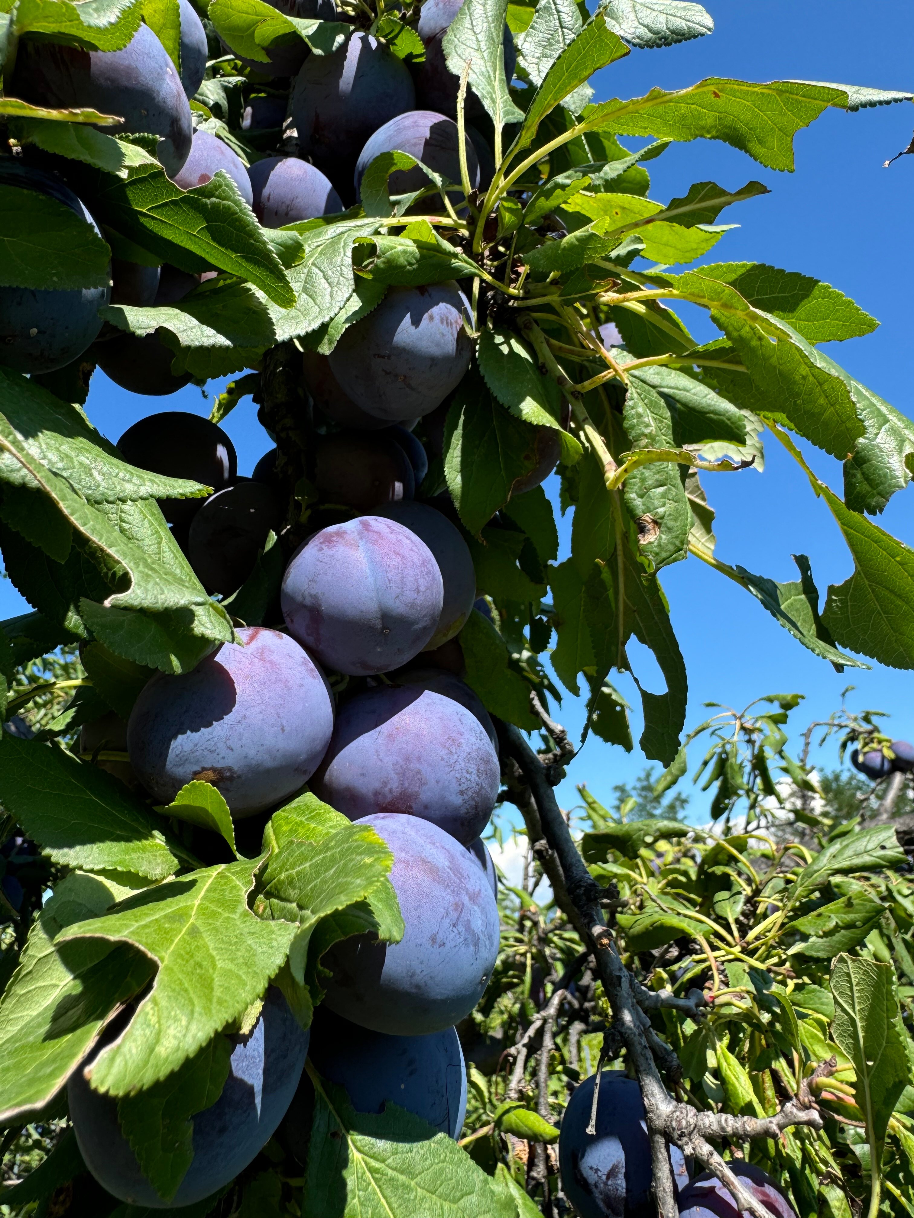 Фото Schuchmann Wines Chateau & SPA